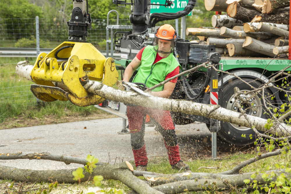 Lavorazione e trasporto degli alberi