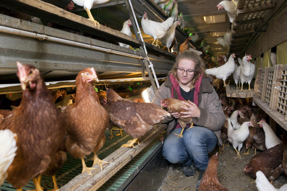 Prendersi cura delle galline