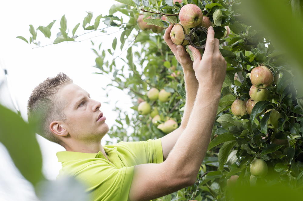 Osservare la maturazione dei frutti