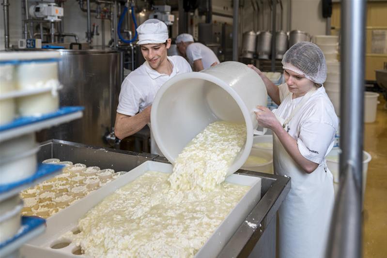 Due apprendisti fabbricano il formaggio.