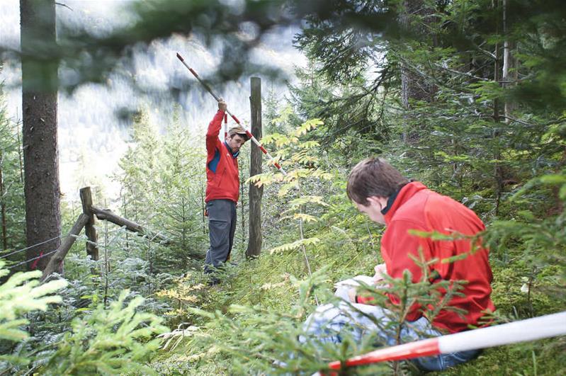 Due uomini lavorano in una foresta.