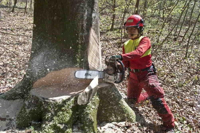 Una donna taglia un albero