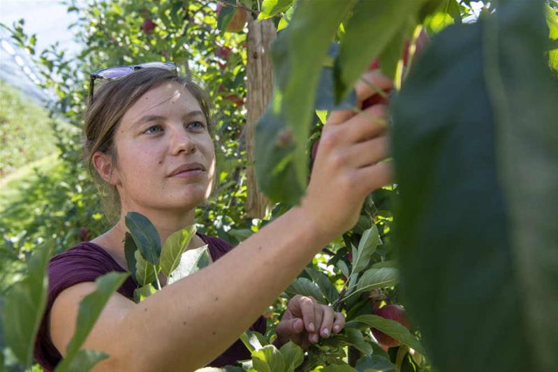 Jeanne Giesser ispeziona i frutti su un albero