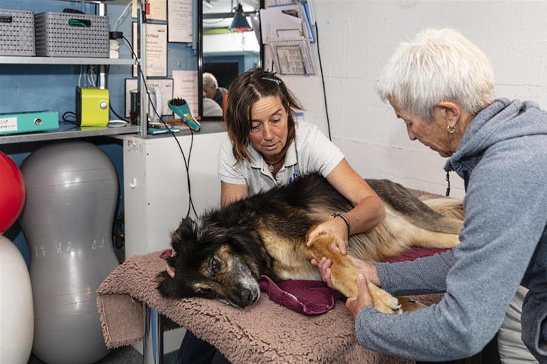 Un fisioterapista per animali tratta un cane.
