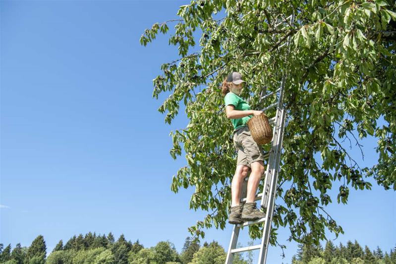 Un’apprendista raccoglie le ciliegie arrampicata su una scala.