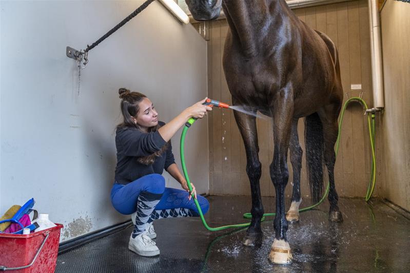 Un’apprendista lava il cavallo con la pompa dell’acqua.